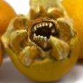 Fruit_Loup_and_Unappeeling_-_Unappetising_Orange_Sculpts_